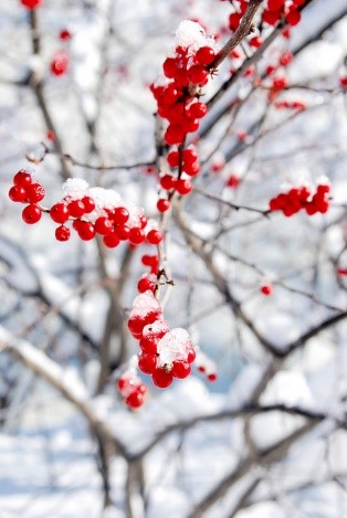 winter berries best